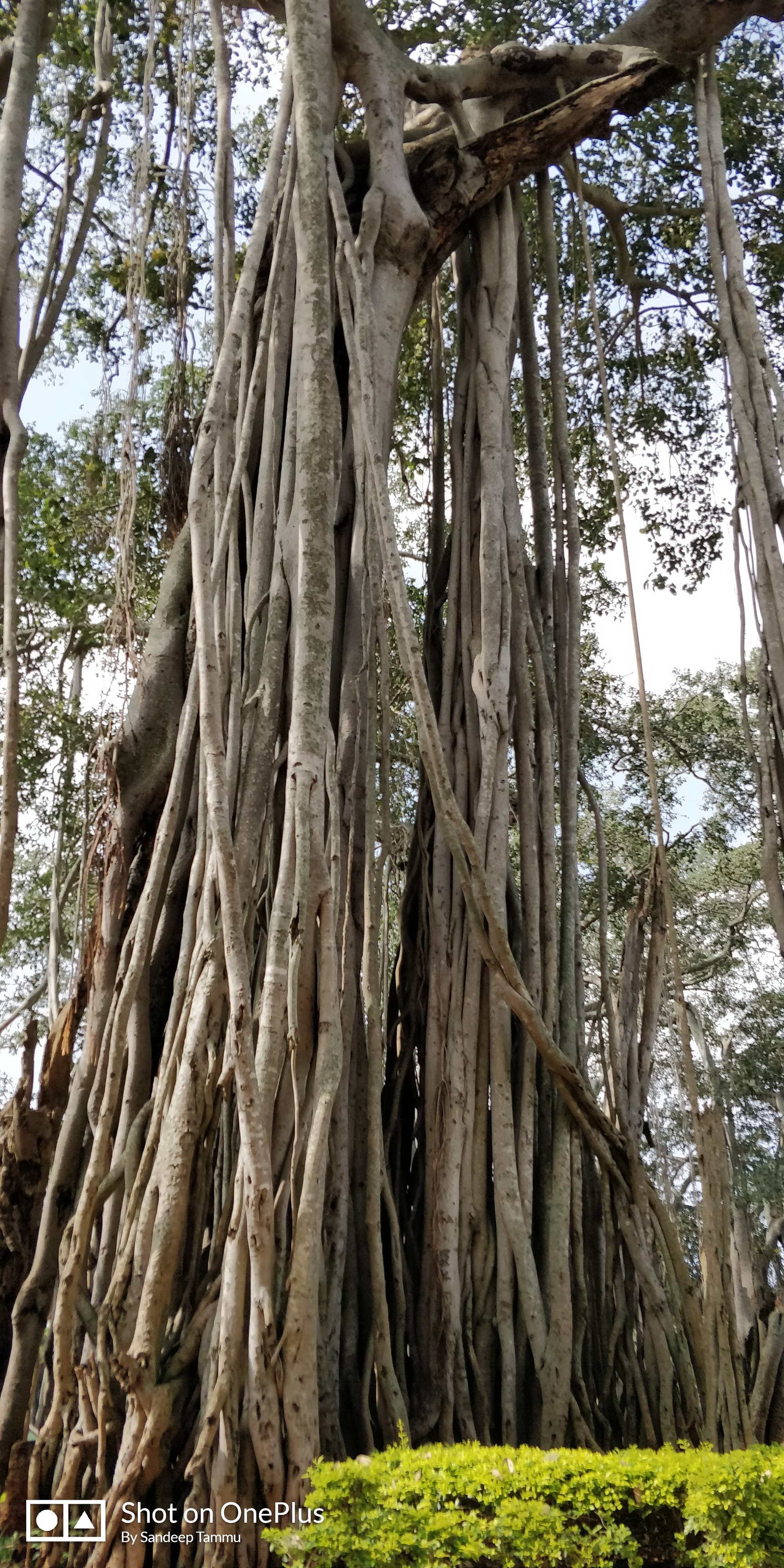 Big Banyan Tree