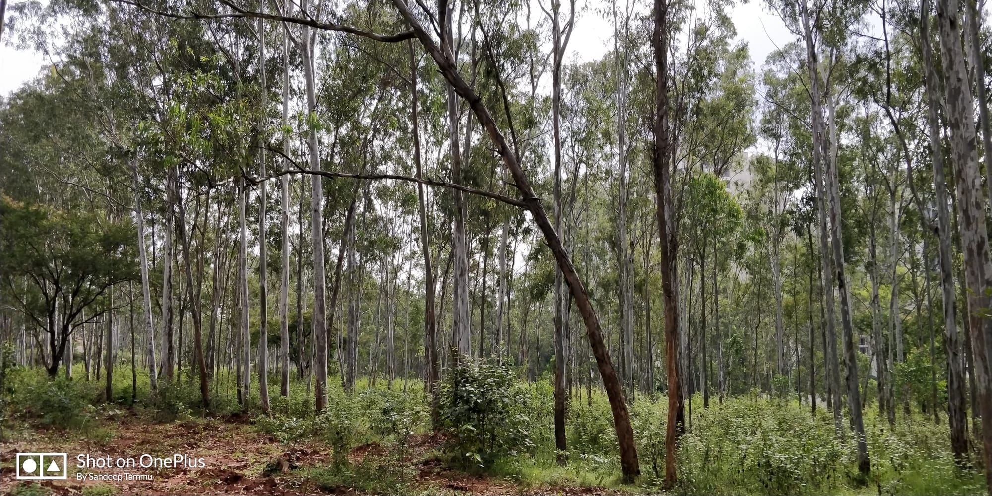 Turahalli Forest