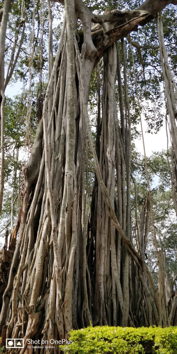 Big Banyan Tree