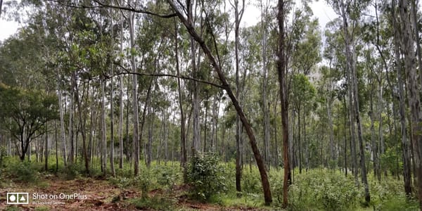 Turahalli Forest